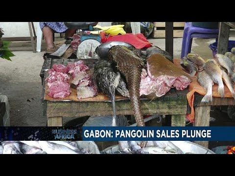  Gabon: pangolin sales plunge [Business Africa]
