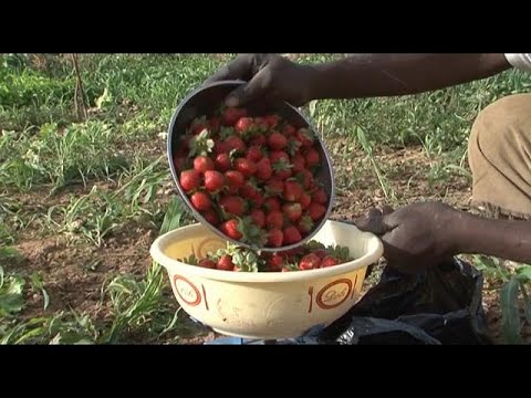  Burkina Faso’s strawberry business strives for international standards [Business Africa]