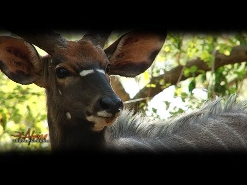  Ubizane Wildlife Reserve Hluhluwe South Africa – Visit Africa Travel Channel