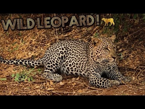  SPOTTED THE LEOPARD! 🐆  Samburu Park Game Safari // Kenya Trip Africa Travel Vlog #7 –
