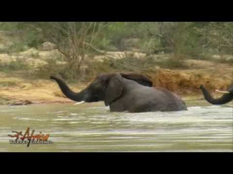  African Elephants – Visit Africa Travel Channel