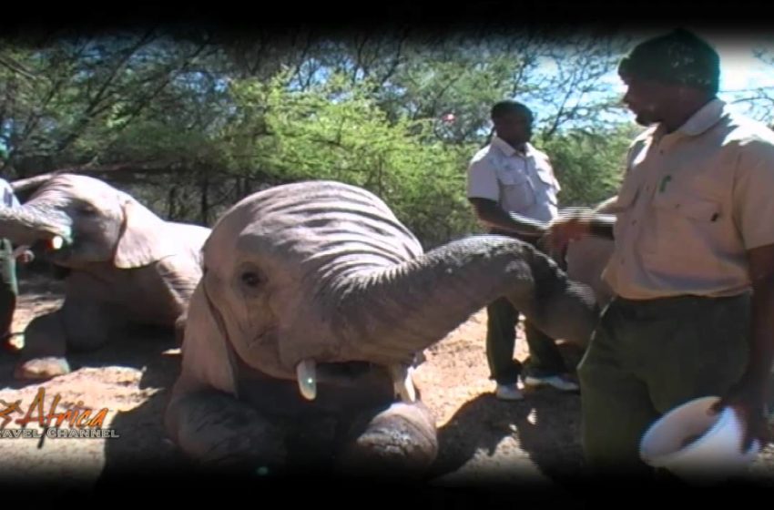  Elephant Sanctuary at Buffelsdrift Game Lodge South Africa – Visit Africa Travel Channel
