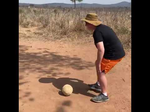  Elephant Plays Football With Young Boy at a Sanctuary in South Africa – 1144959