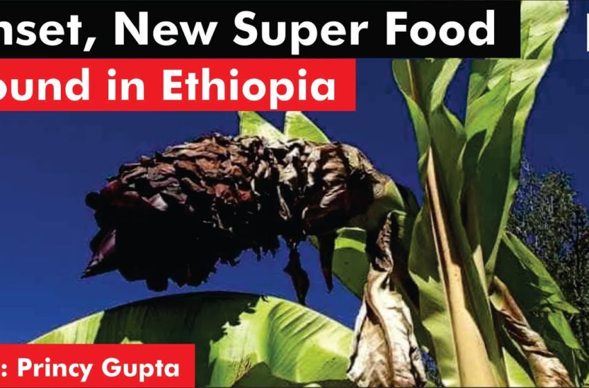  Enset, New Super Food Found in Ethiopia