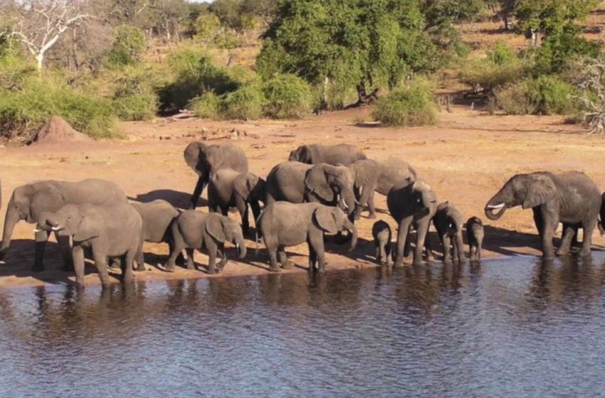  Penn Alumni Travel: Africa's Wildlife