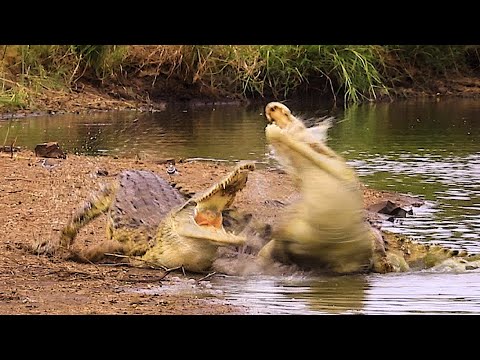  Crocodiles Fighting at Kruger National Park | Wildest Africa