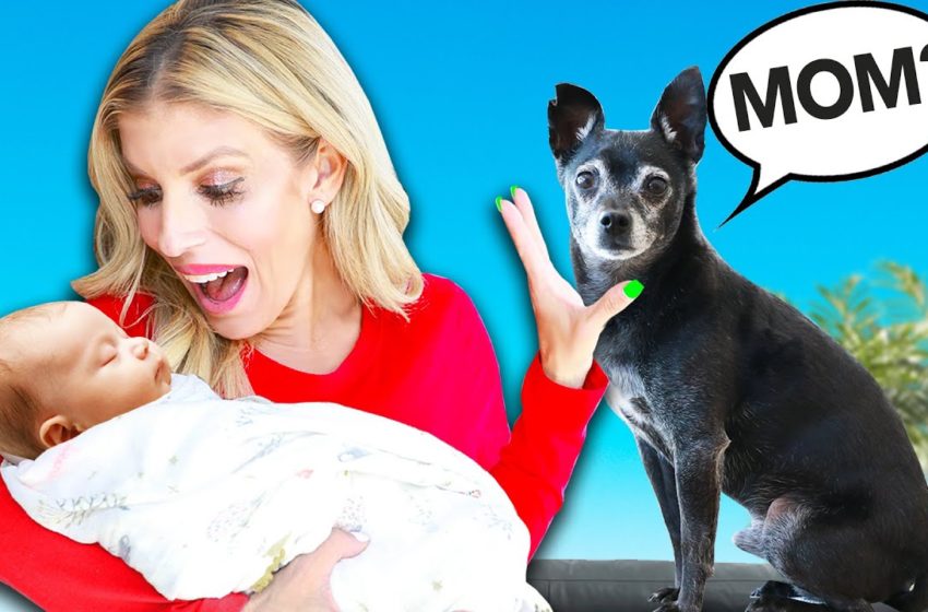  Ignoring Our Dog with BABY to See How They React