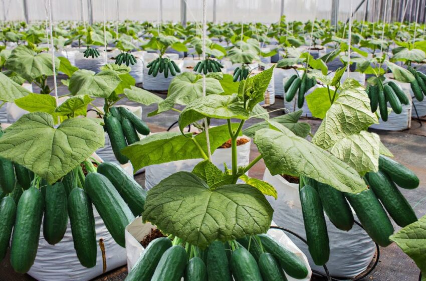  How To Grow 69 Millions Of Cucumbers In Greenhouse And Harvest – Modern Agriculture Technology