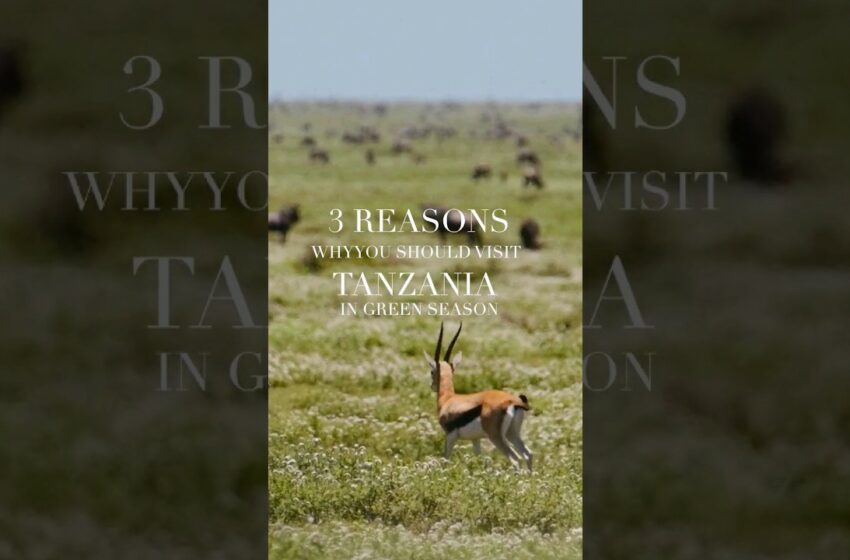  April and May are Green season in Tanzania 💚 #tanzania #travel #africa #fy #vj #foryou #fyp #shorts