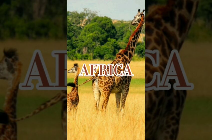  Africa | #shorts #africa #wildlife #adventure  #travel