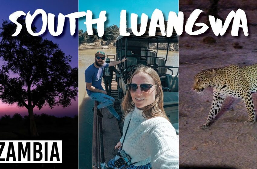  Highlights from South Luangwa, Zambia // Shawa Luangwa Camp #short #zambia #africa #travel