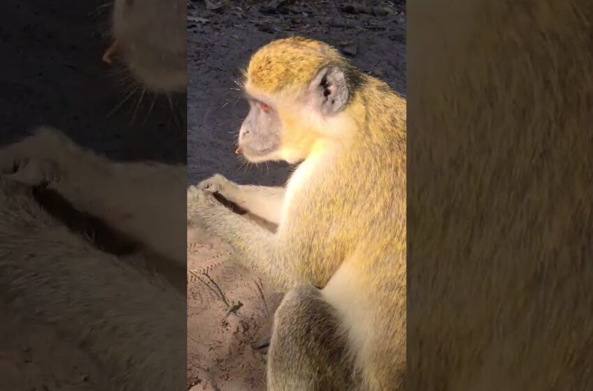  I definitely prefer the monkeys #travelblogger #travel #africa #safari #360camera #360video #travel