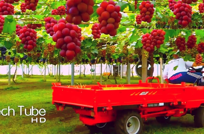  Amazing Grape Farming  And Grape Picking Technology | Grape Harvest Machine