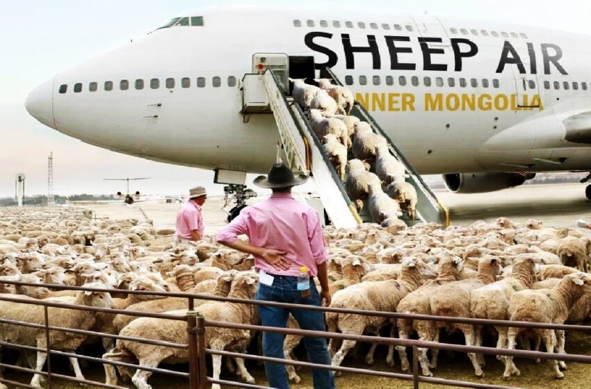  How to export millions of sheep, pig, cows – Modern Transport Technology by aircraft and big ship