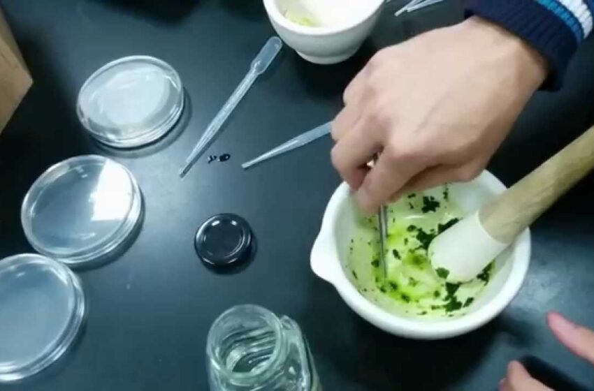  AS Biology Unit 3- Antimicrobial properties of mint and garlic practical
