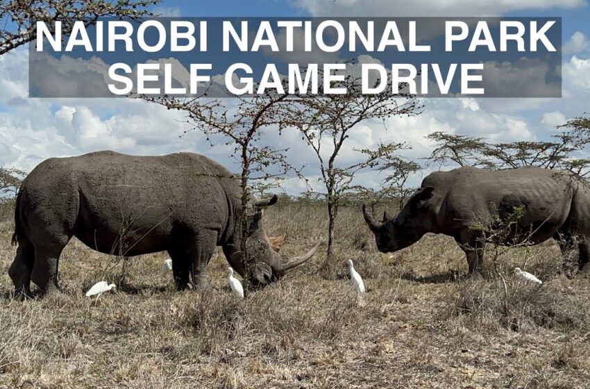  Self Game drive | Nairobi National Park | Safari adventure #travel #africa #lifestyle #kenya