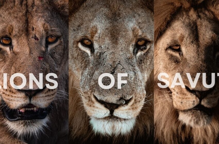  Solo Travel Africa Episode #5 Lions of SAVUTI