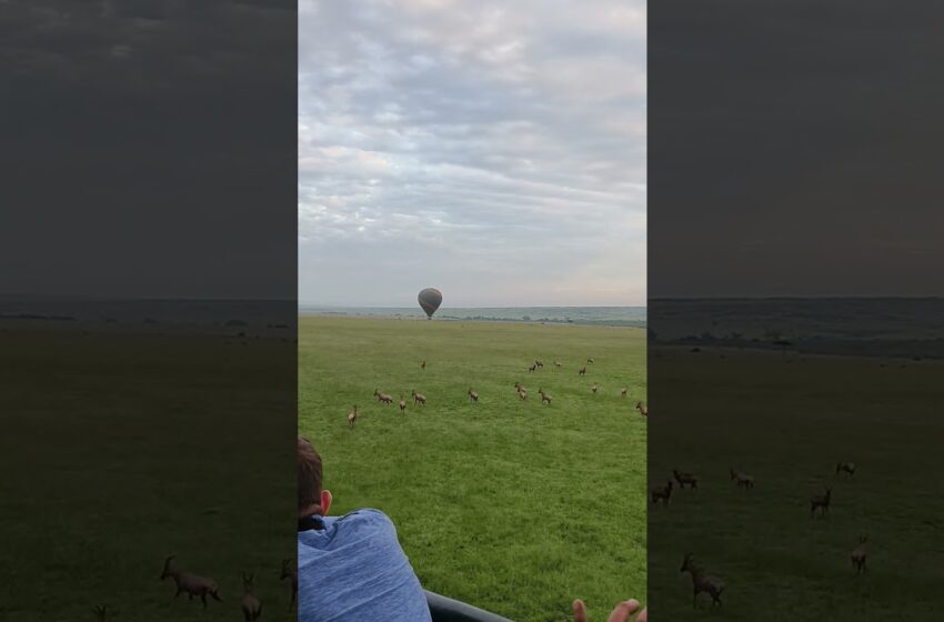  Balloon Safari 🌍 3. Another level 😯 #kenyatourism #masaimara #wildlife #travel #africa #shortsvideo