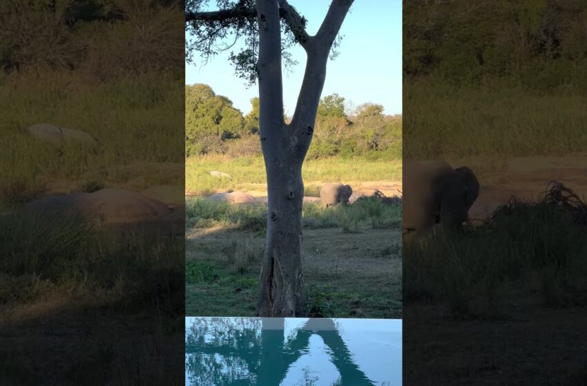  Elephant snacking #elephant #krugernationalpark #travel #africa #eveningsnacks #wildlife #pool