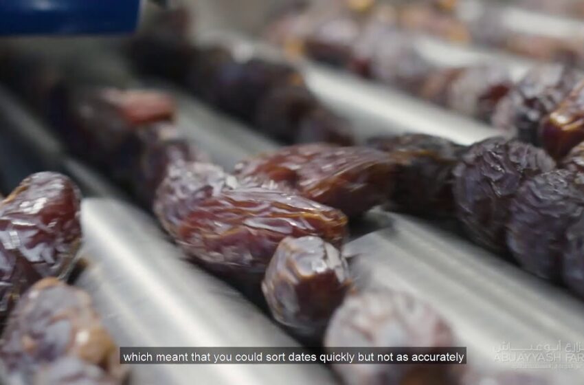  Amazing Medjool Dates Fruit Farming and Factory – Artificial Intelligence Date Processing Technology