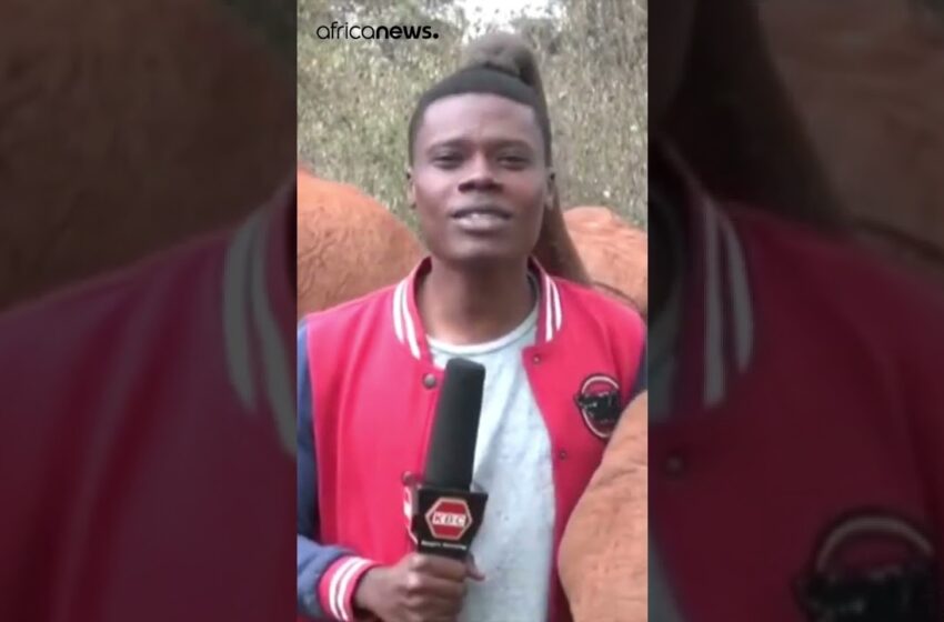  Baby elephant interrupts Kenyan journalist during a piece to camera