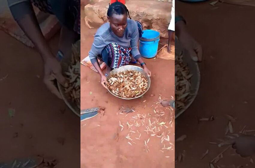  this food from Africa 🐝🐝🐝🐝 #dance #shortvideo #video #viral #food #africa #happy #love #subscribe