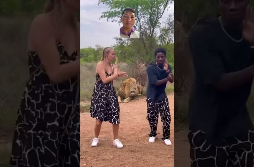  #dance #africa #lion #africans #animals #duet #safari #travel