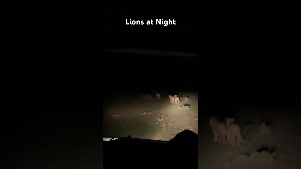 Lions in the dark #shorts #kenya #travel #africa #lions #disney #safari #voyage #masaimara